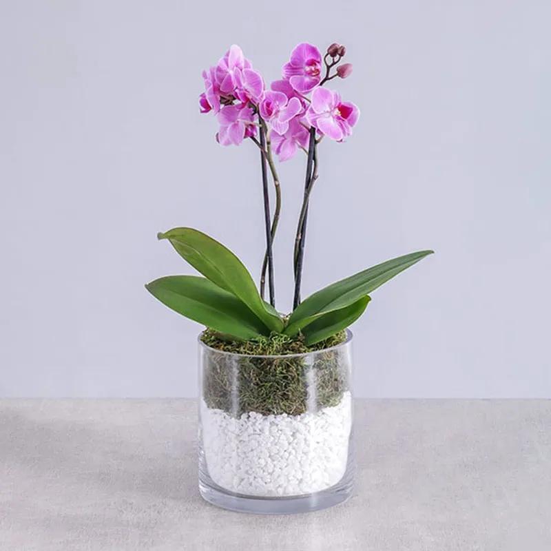 2-stem-mini-purple-orchid-plant-in-cylinder-vase_1.webp
