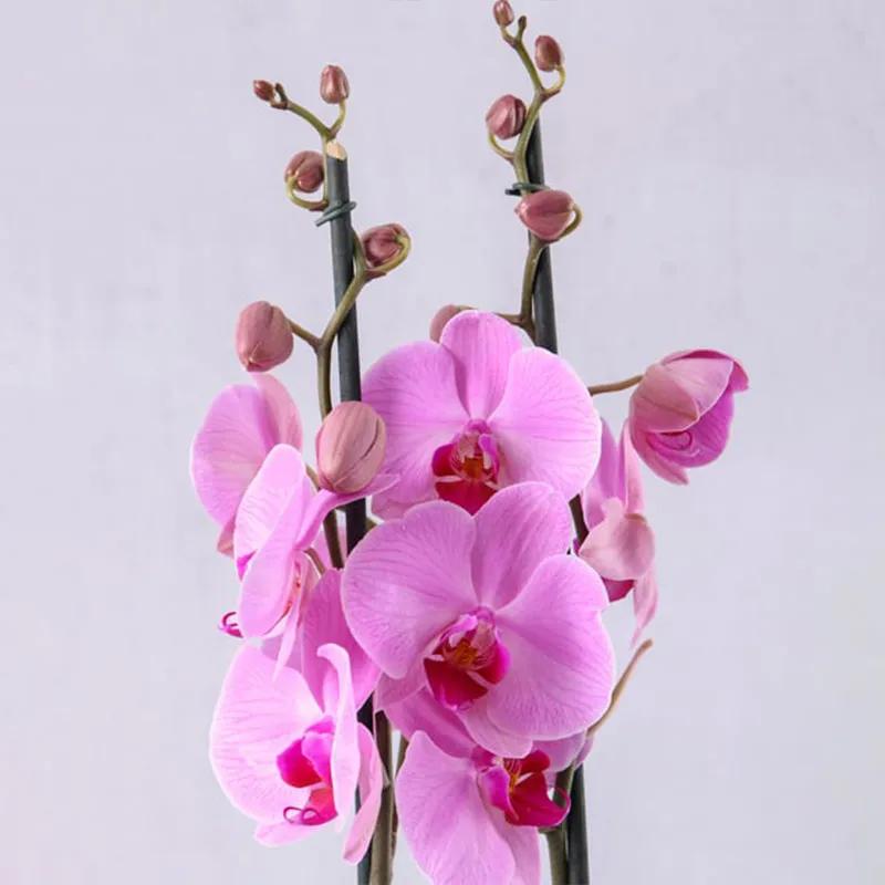 2 Stem Purple Orchid Plant in Black and Purple Wrapping thumbnail 2