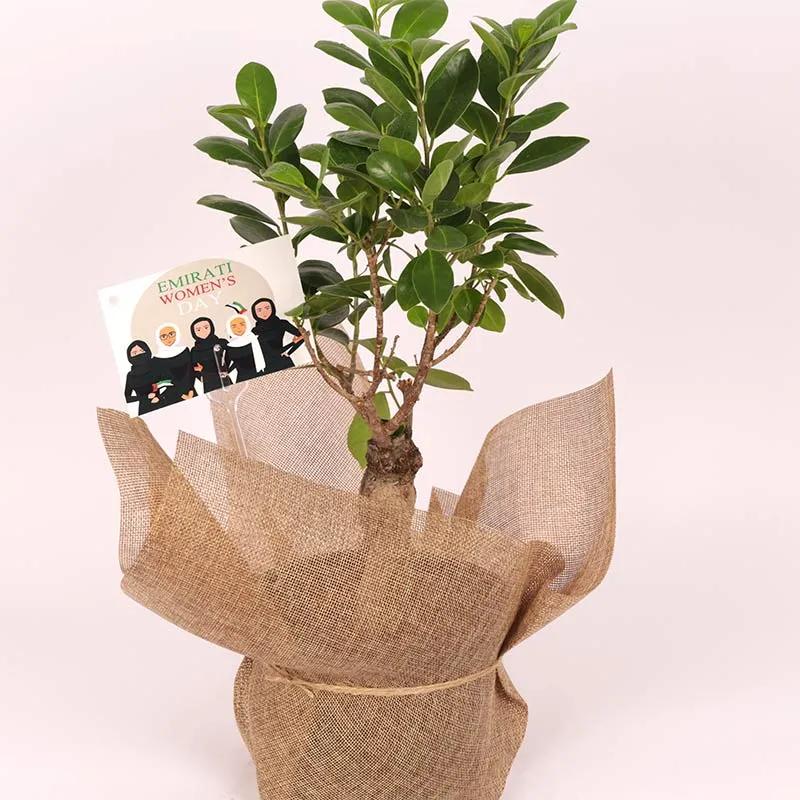 Ficus Ginseng Bonsai Plant for Emirati Womens Day thumbnail 2