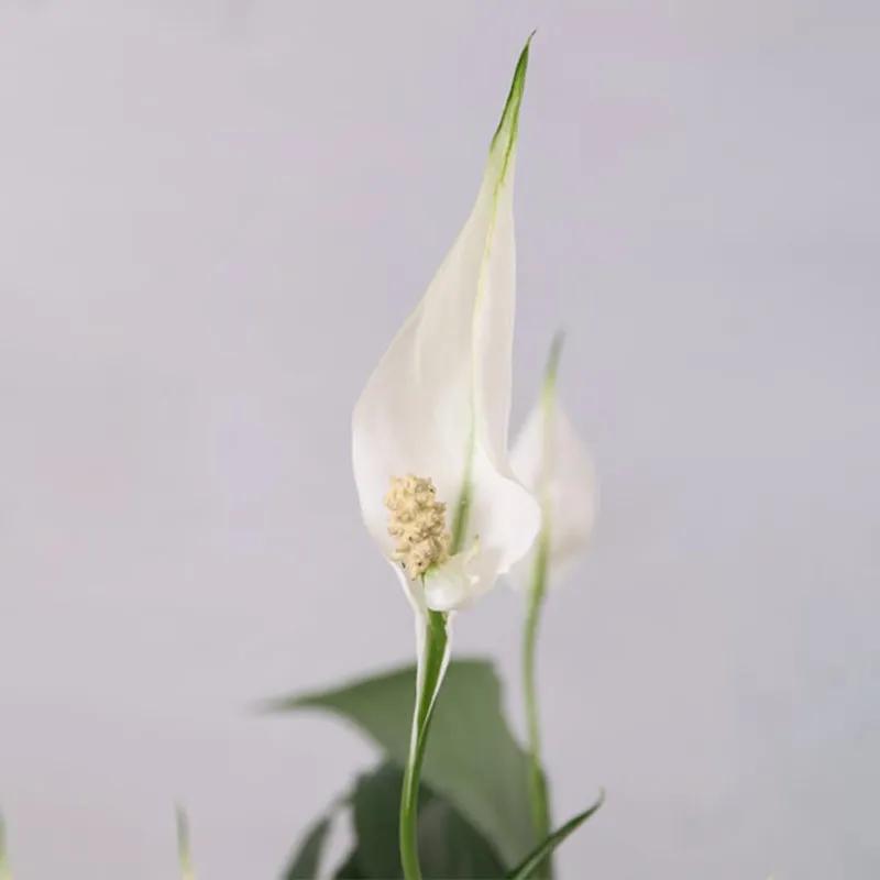 Peace Lily Plant in White Wrapping thumbnail 2