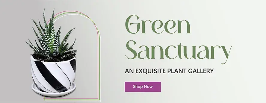 Plants