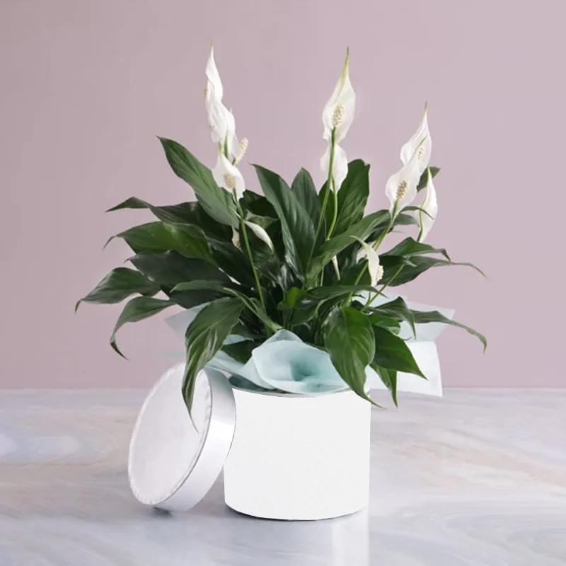 peace-lily-plant-in-white-round-box_1.webp