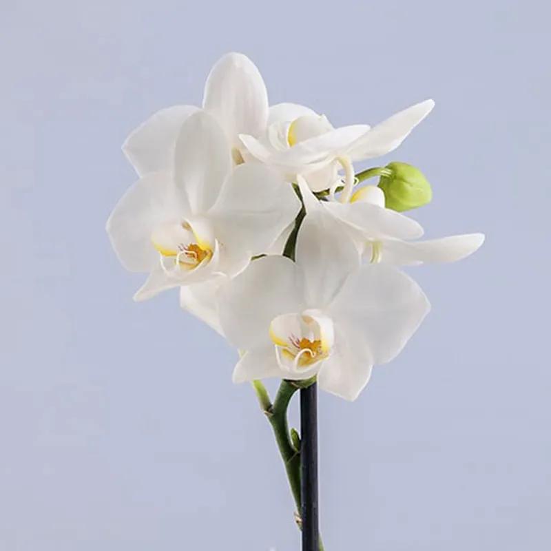 White Orchid Plant in White Wrapping thumbnail 2