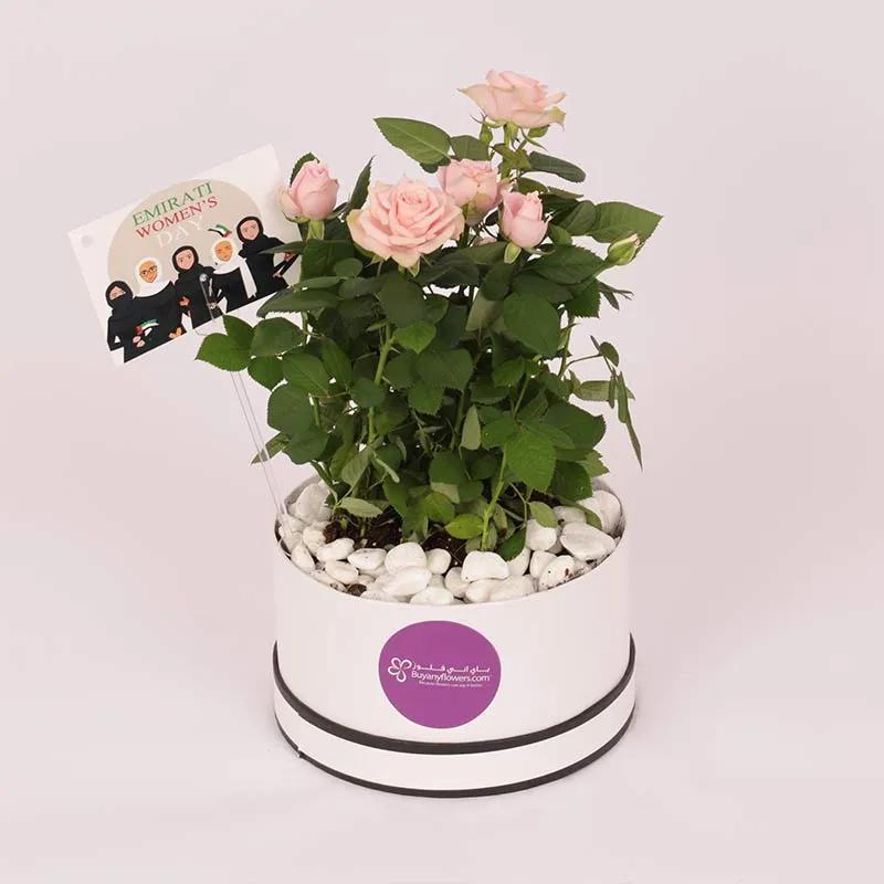 Pink Rose Plant in White Box for Emirati Womens Day - Plants gift from Buy Any Flowers Dubai in Al Quoz Industrial Area 4, Dubai, UAE