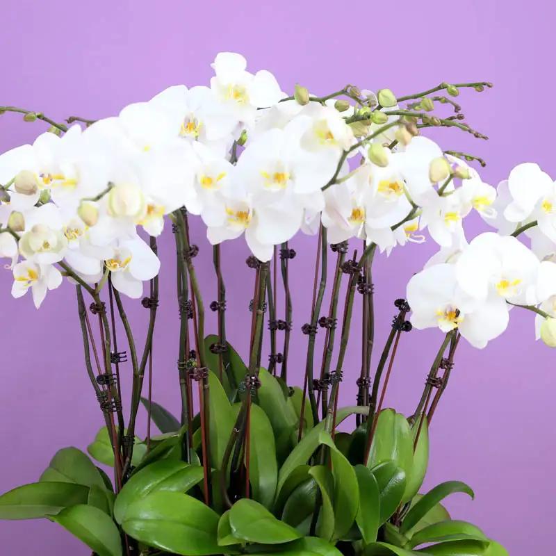 Golden Orchid Elegance - Flowers gift from Buy Any Flowers Dubai in Al Quoz Industrial Area 4, Dubai, UAE - image 3