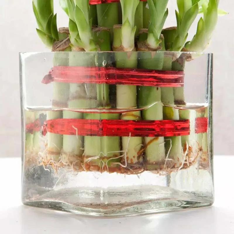 2 Layer Lucky Bamboo in Glass Vase thumbnail 3