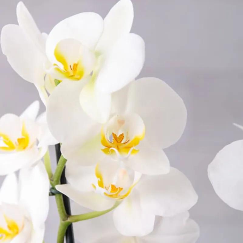 Care Plants and Flowers in Box thumbnail 3