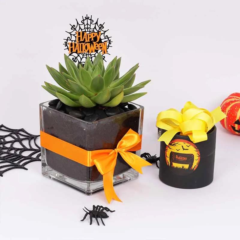 halloween-echeveria-plant-and-sweecho-chocolate-box_1.webp