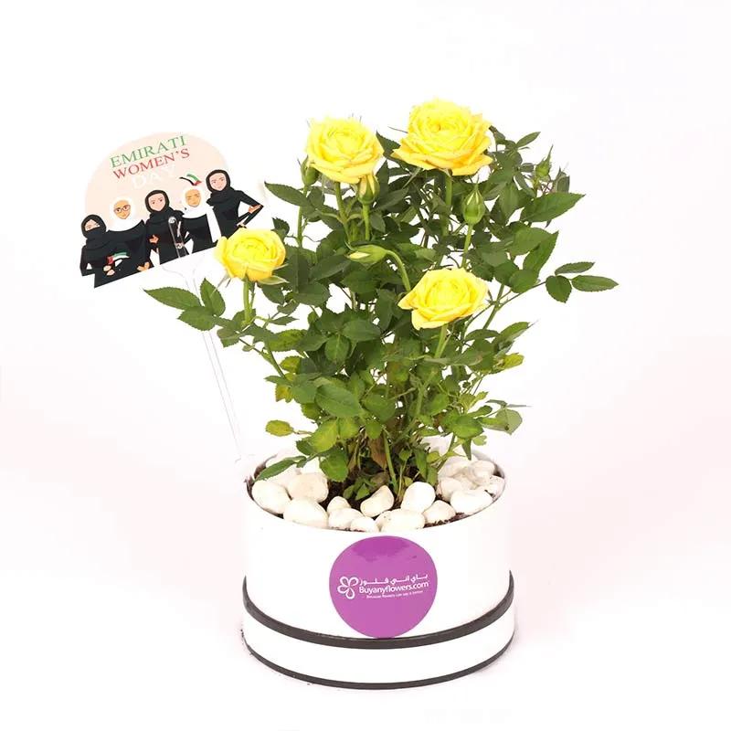 Yellow Rose Plant in White Box for Emirati Womens Day - Plants gift from Buy Any Flowers Dubai in Al Quoz Industrial Area 4, Dubai, UAE