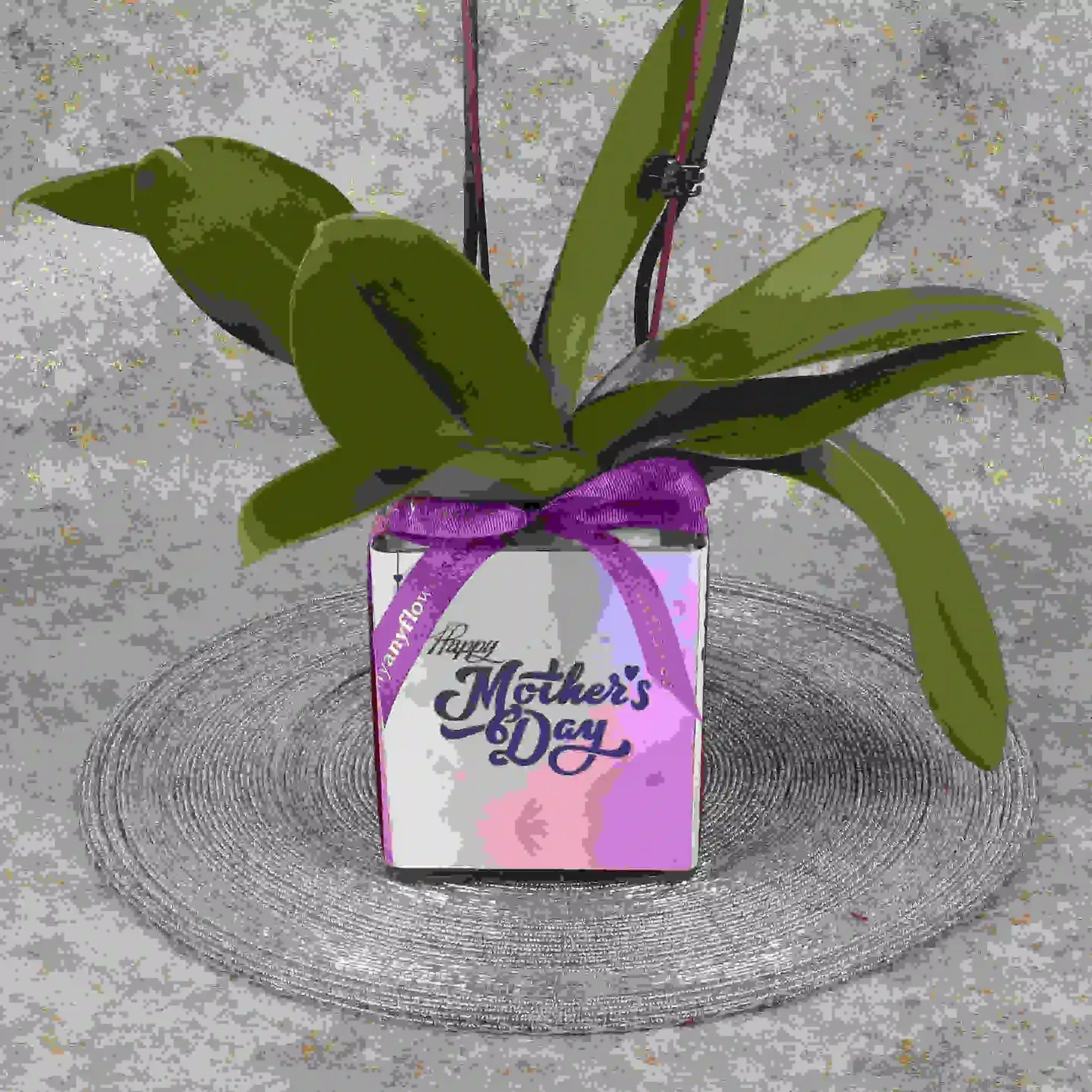 Mothers Day 2 Stem Purple Mini Orchid Plant thumbnail 3