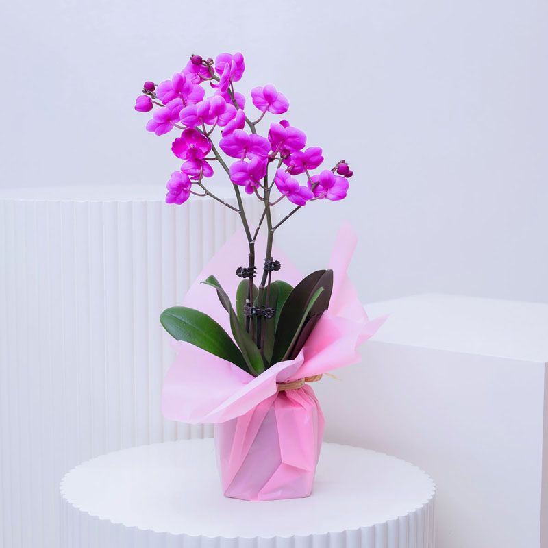 2 Stem Mini Purple Orchid Plant in Pink Wrapping 1