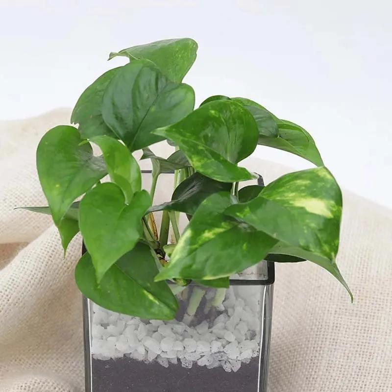 Money Plant in Vase thumbnail 2
