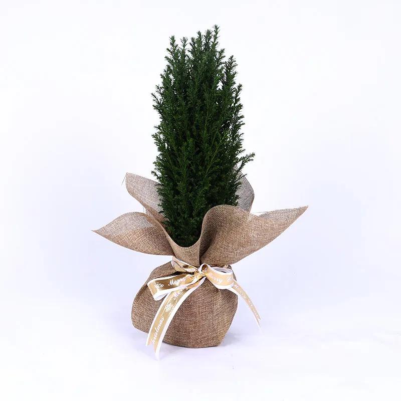 Mini Fresh Christmas Plant in Jute Wrapping