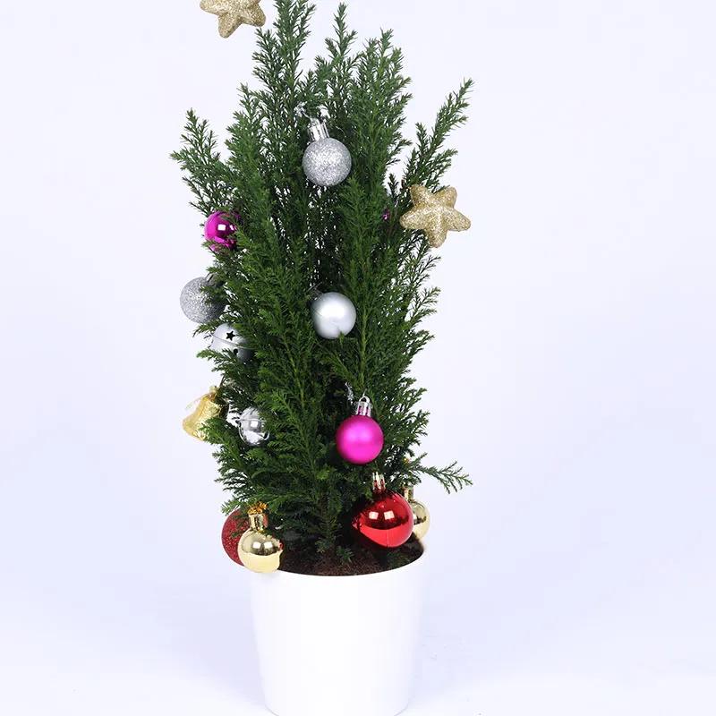 Mini Fresh Christmas Plant with Ornaments thumbnail 2