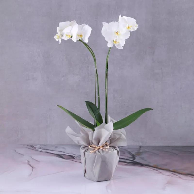 2-stem-white-orchid-plant-in-grey-wrapping_1.webp