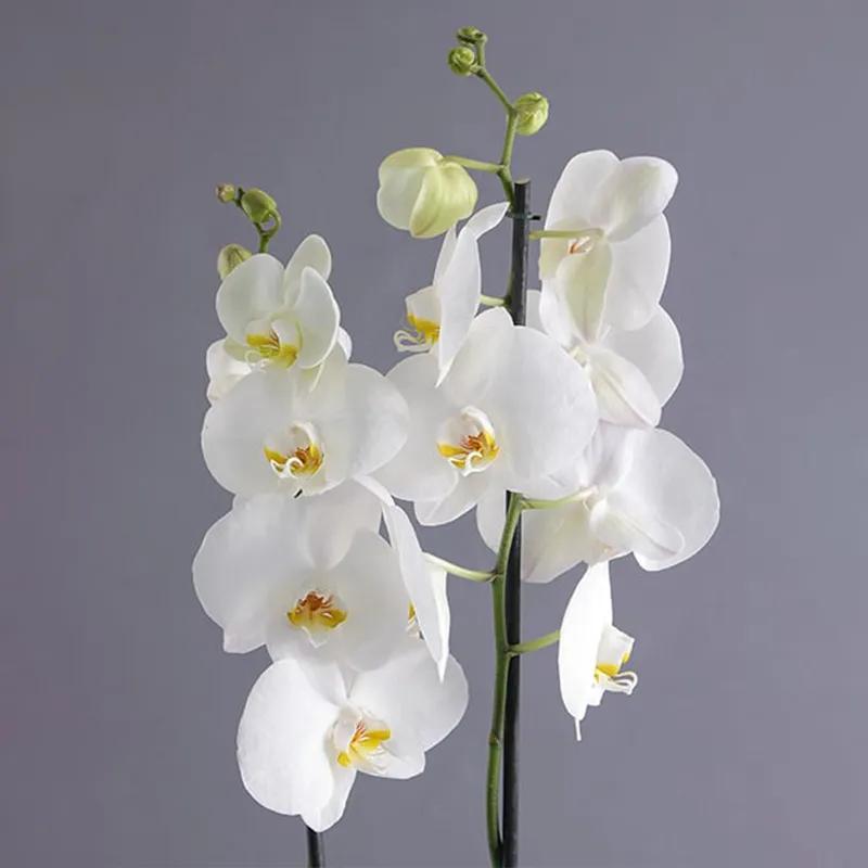 2 Stem White Orchid Plant in Vase thumbnail 2