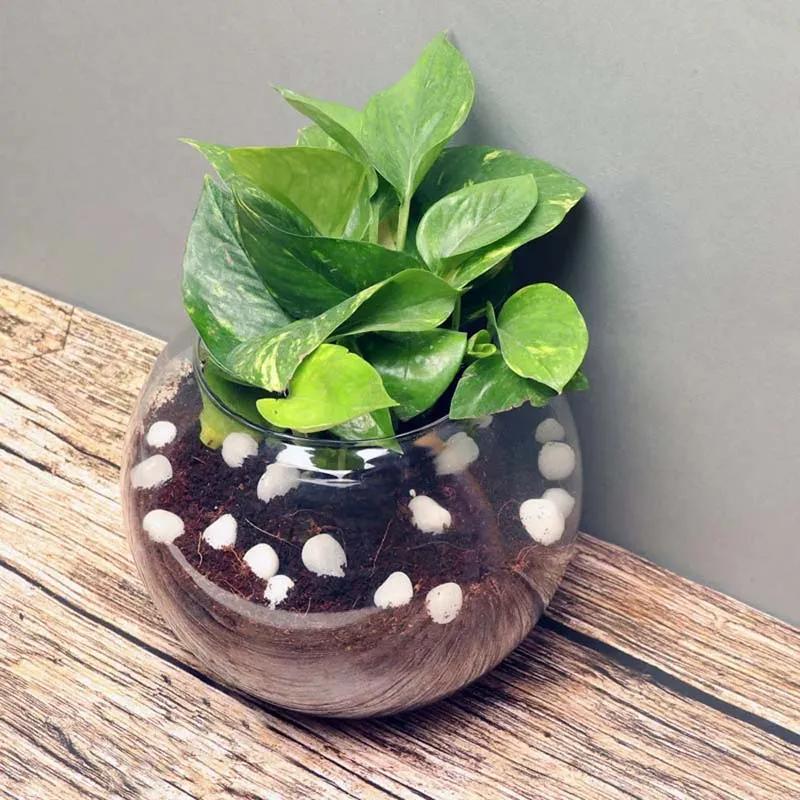 Money Plant in Fish Bowl thumbnail 2