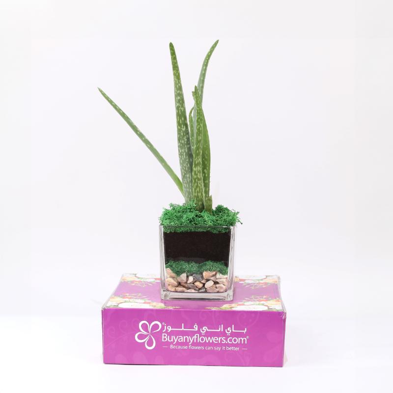 Aloe Vera Plant in Square Glass Vase thumbnail 3