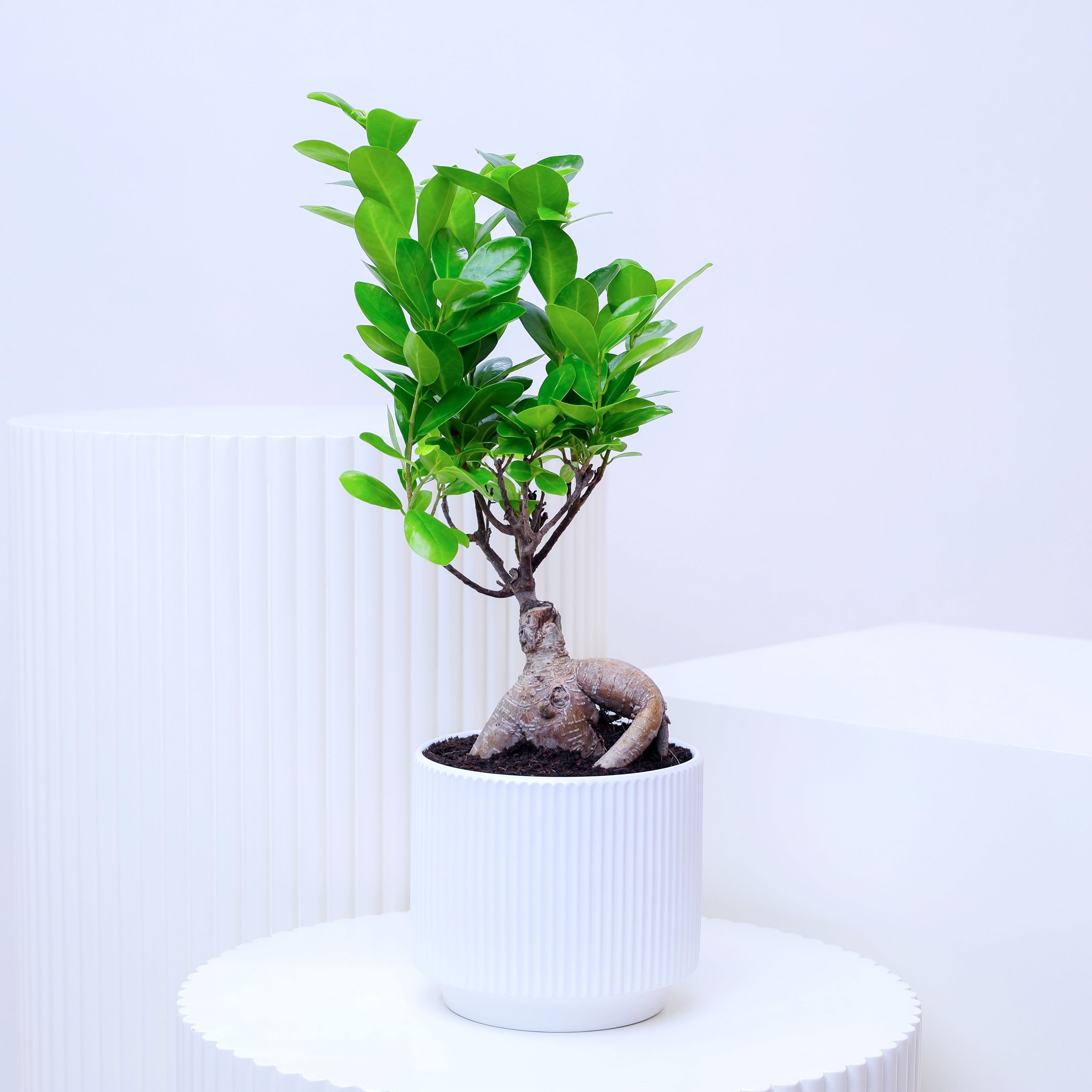 Ficus Bonsai Plant in Pot 1