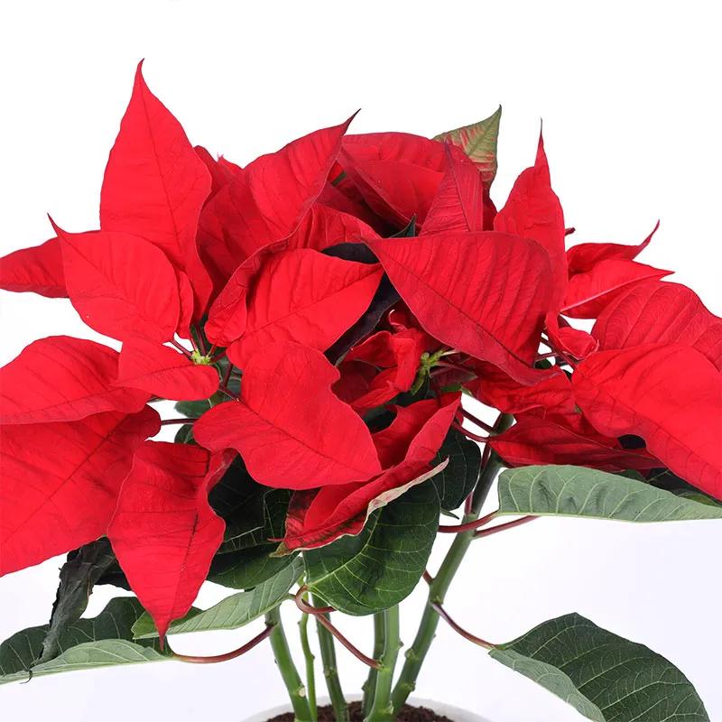 Red Poinsettia Plant in White Pot - Plants gift from Buy Any Flowers Dubai in Al Quoz Industrial Area 4, Dubai, UAE - image 3