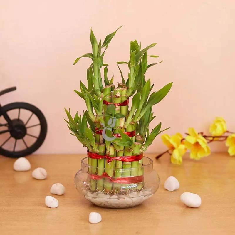 3-layer-lucky-bamboo-in-fish-bowl_1.webp