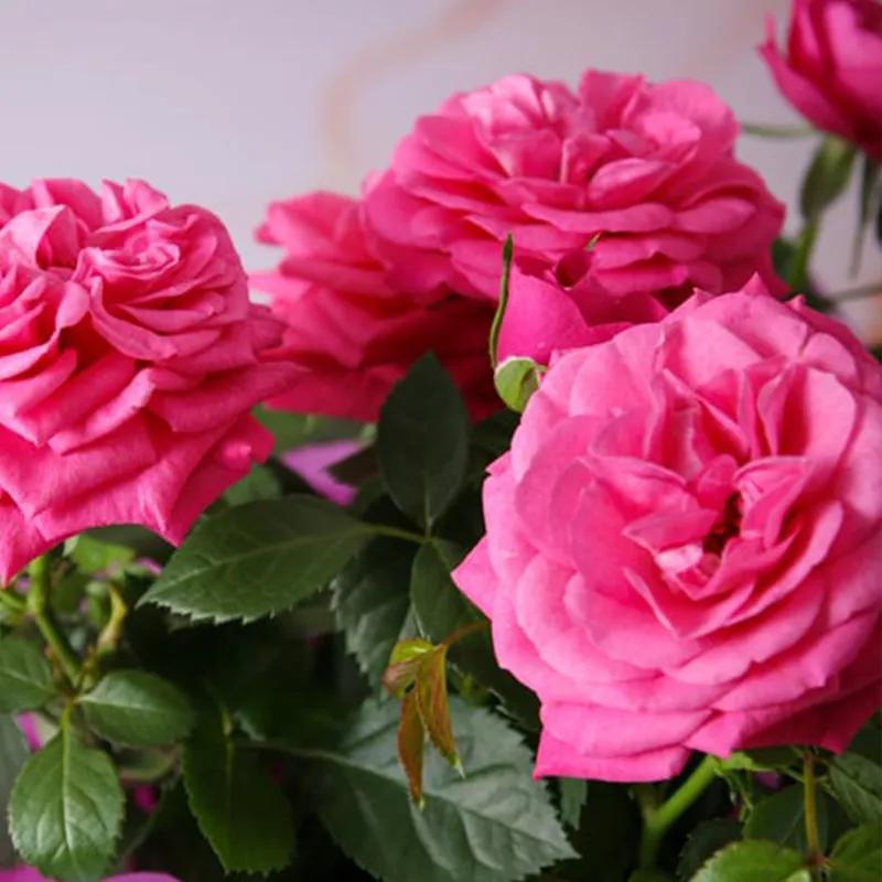 Pink Rose Plant in Pink Wrapping - Plants gift from Buy Any Flowers Dubai in Al Quoz Industrial Area 4, Dubai, UAE - image 2