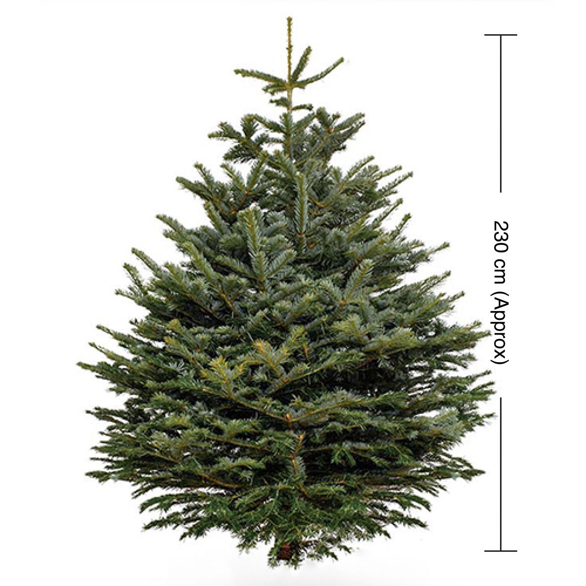 USA Douglas Fir Fresh Christmas Tree 230cm - Gifts gift from Buy Any Flowers Dubai in Al Quoz Industrial Area 4, Dubai, UAE - image 2