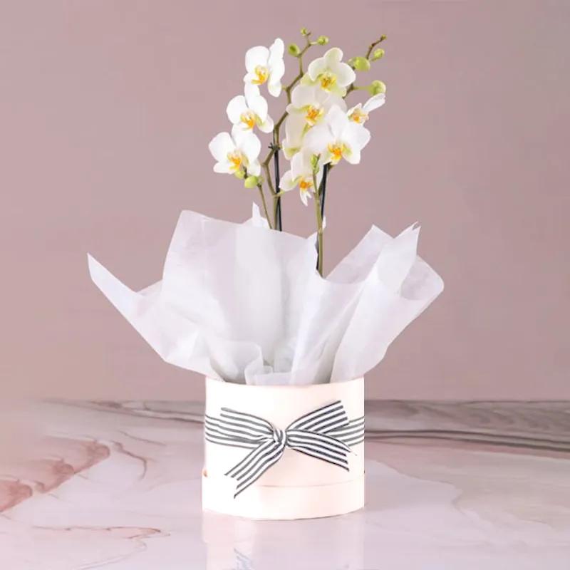 2-stems-white-orchid-plant-in-white-box_1.webp