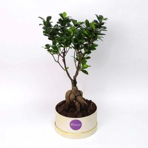 for-my-fellow-bonsai-plant-in-box_1.webp