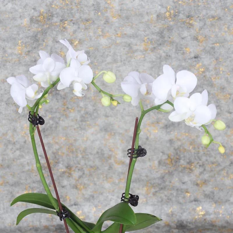 Womens Day 2 Stem White Mini Orchid Plant thumbnail 2
