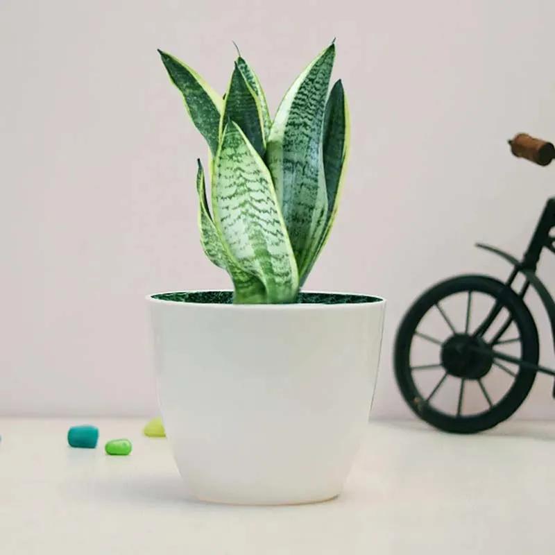 sansevieria-plant-in-white-pot_1.webp