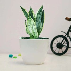 sansevieria-plant-in-white-pot_1.webp
