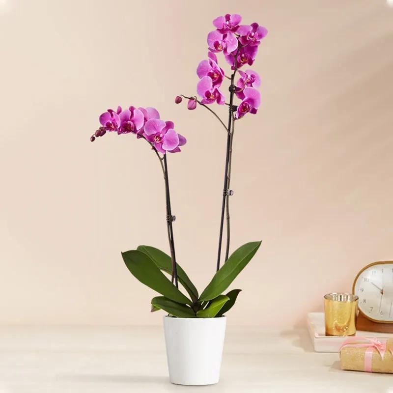 double-stem-purple-orchid-plant-in-pot_1.webp