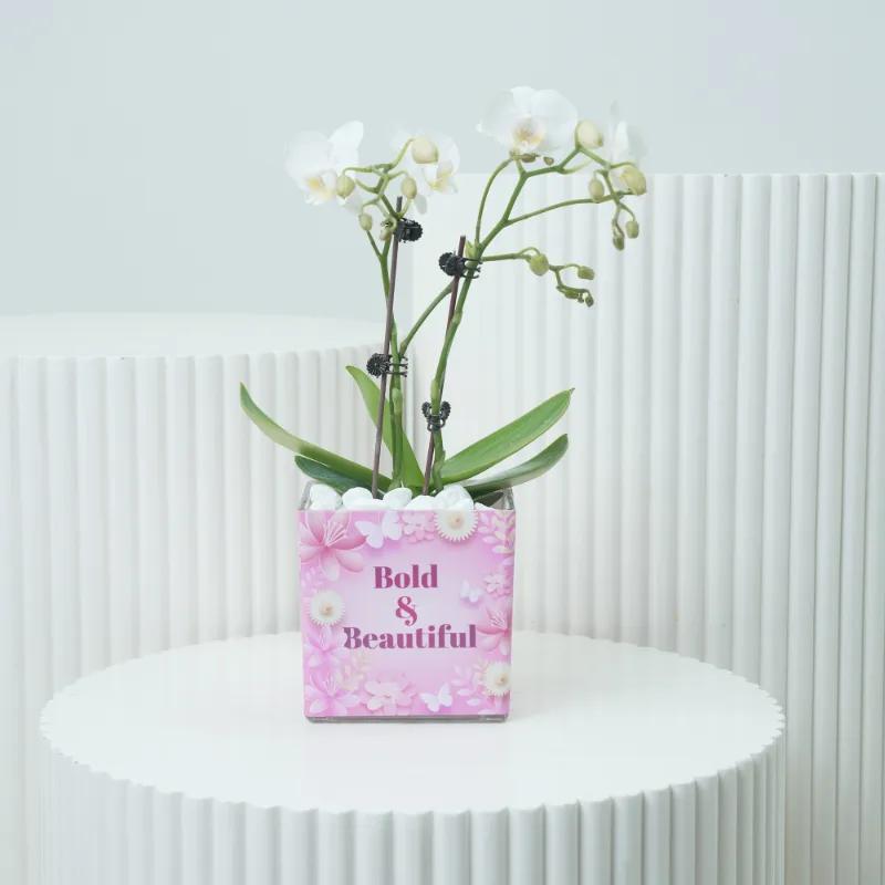 Womens Day 2 Stem White Mini Orchid Plant in Dubai