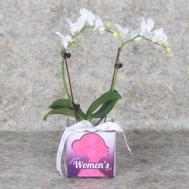 womens-day-2-stem-white-mini-orchid-plant_1.webp