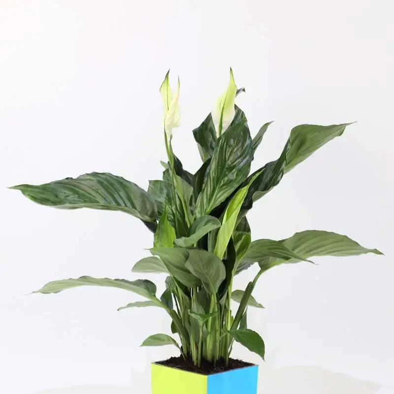 Birthday Peace Lily Plant thumbnail 2