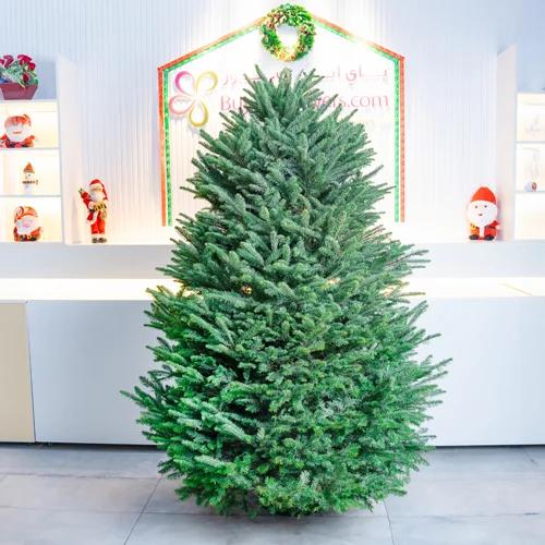 Fresh Premium Christmas Tree 230cm - Gifts gift from Buy Any Flowers Dubai in Al Quoz Industrial Area 4, Dubai, UAE - image 2