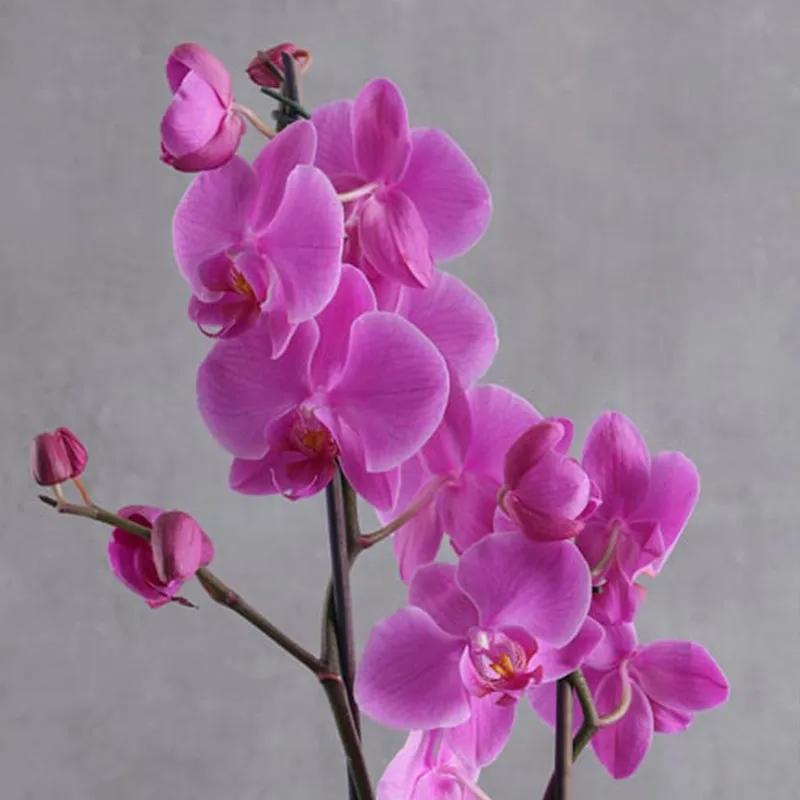Beauty Plants and Flowers in Box thumbnail 2