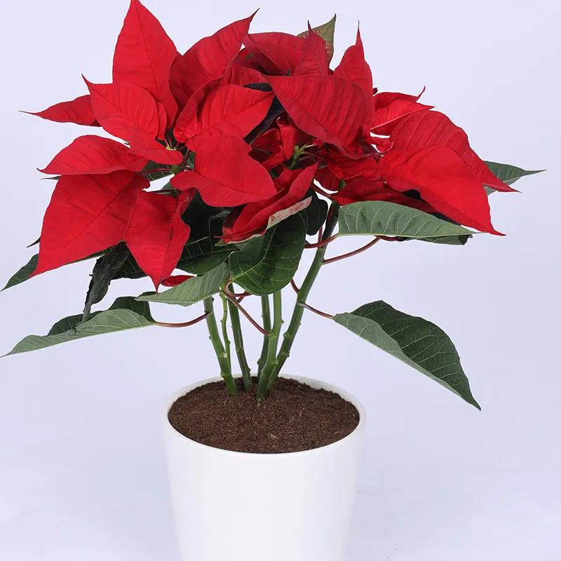 Red Poinsettia Plant in White Pot - Plants gift from Buy Any Flowers Dubai in Al Quoz Industrial Area 4, Dubai, UAE - image 2