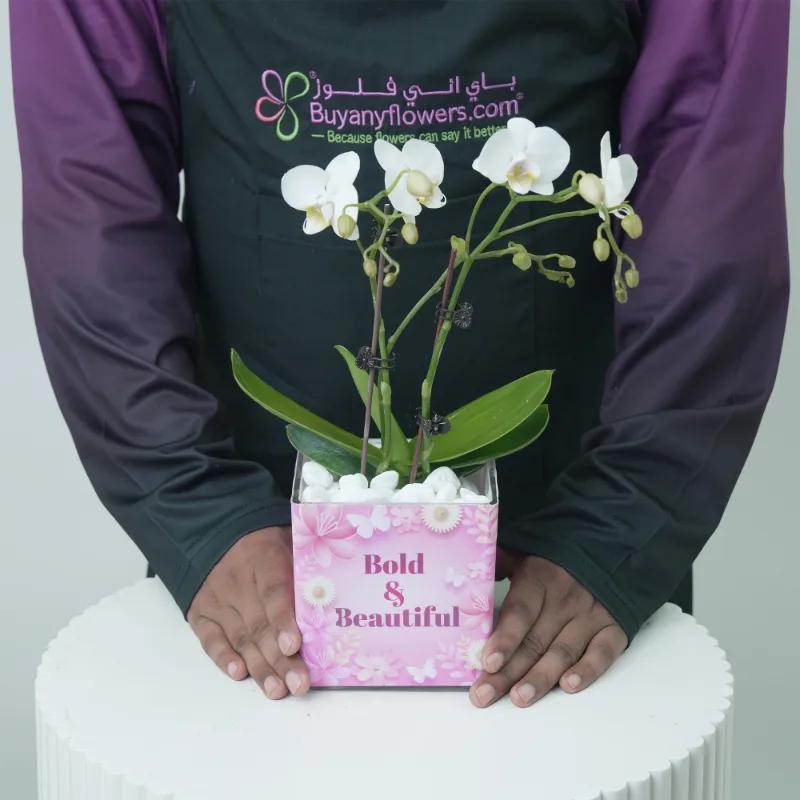 Womens Day 2 Stem White Mini Orchid Plant - Flowers gift from Buy Any Flowers Dubai in Al Quoz Industrial Area 4, Dubai, UAE - image 2