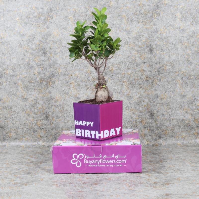 Birthday Bonsai Plant thumbnail 3