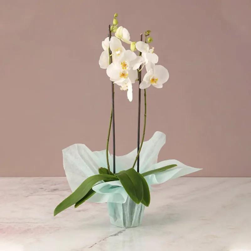 2-stem-white-orchid-plant-with-green-wrapping_1.webp