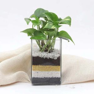 money-plant-in-vase_1.webp
