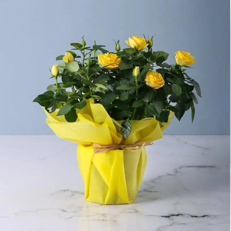 yellow-rose-plant-in-yellow-wrapping_1.webp