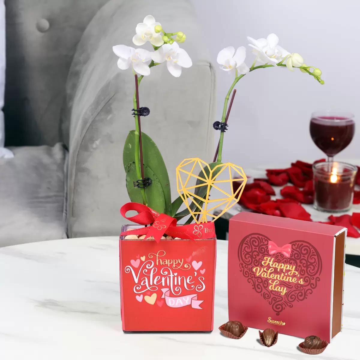 Valentine 2 Stem Mini White Orchid Plant and Sweecho Chocolates 16 Pcs