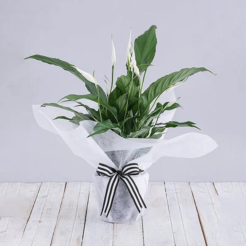 peace-lily-plant-in-white-wrapping_1.webp
