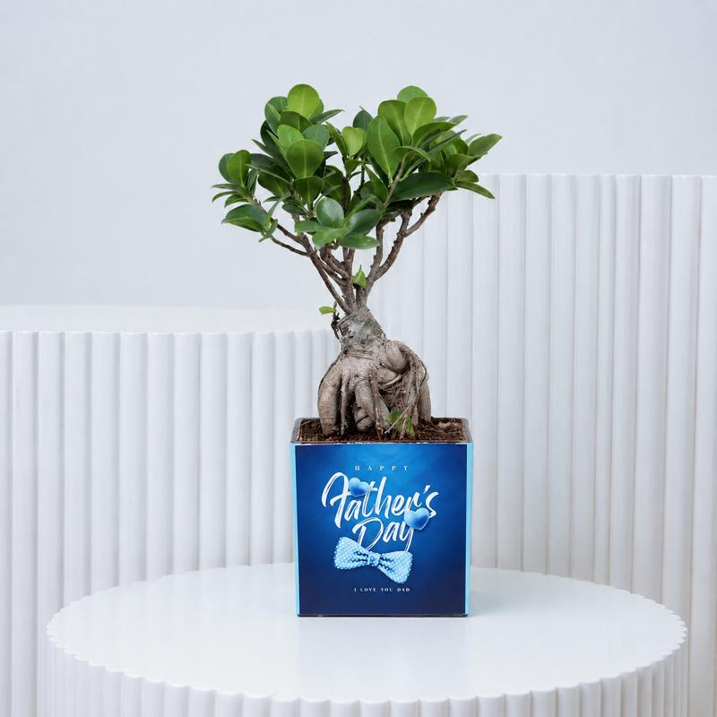 Fathers Day Bonsai Plant - Plants gift from Buy Any Flowers Dubai in Al Quoz Industrial Area 4, Dubai, UAE