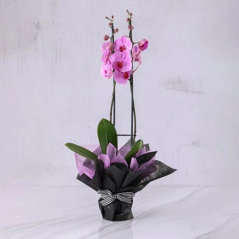 2-stem-purple-orchid-plant-in-black-and-purple-wrapping_1.webp