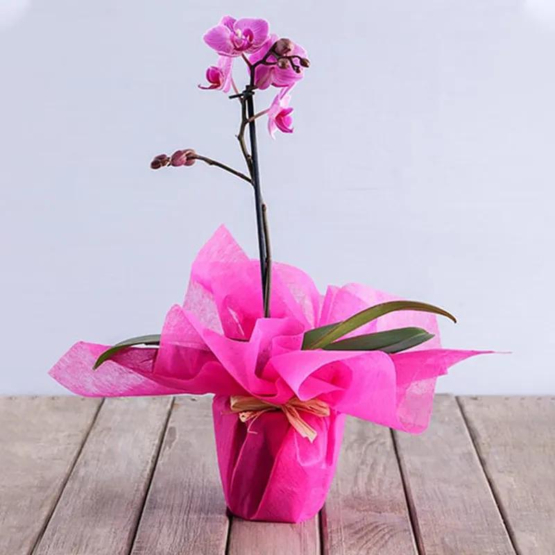 purple-orchid-plant-in-white-wrapping_1.webp