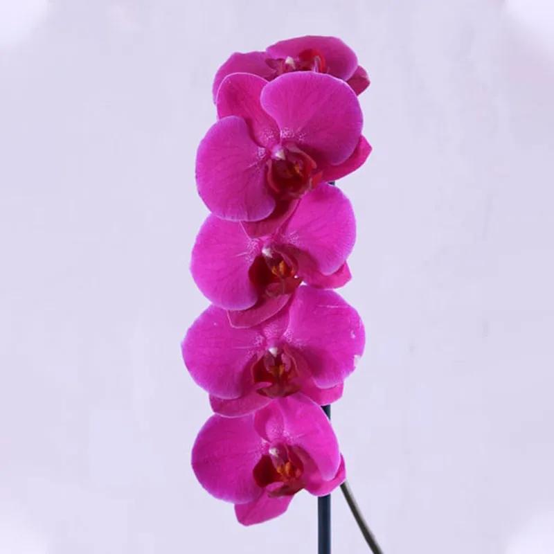 Purple Orchid Plant in Purple Wrapping - Plants gift from Buy Any Flowers Dubai in Al Quoz Industrial Area 4, Dubai, UAE - image 2